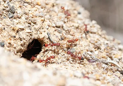 red ants coming out of dirt hole red ants coming out of dirt hole